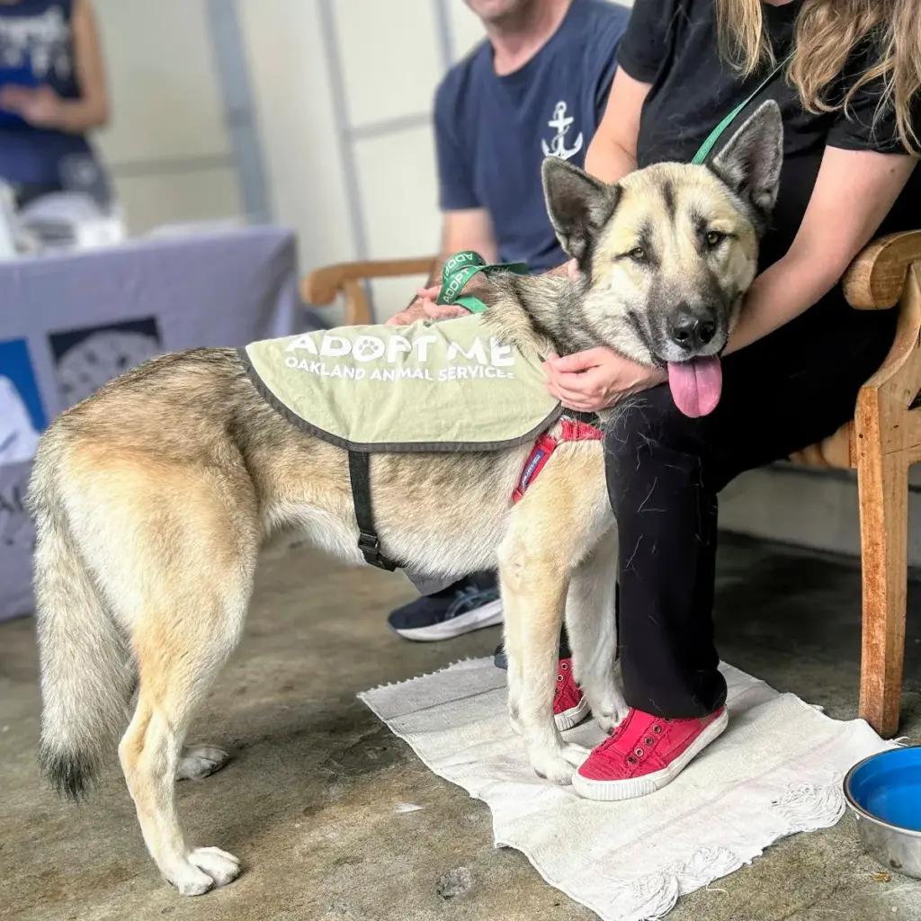 Sunday was one of the dogs whose microchips were found...