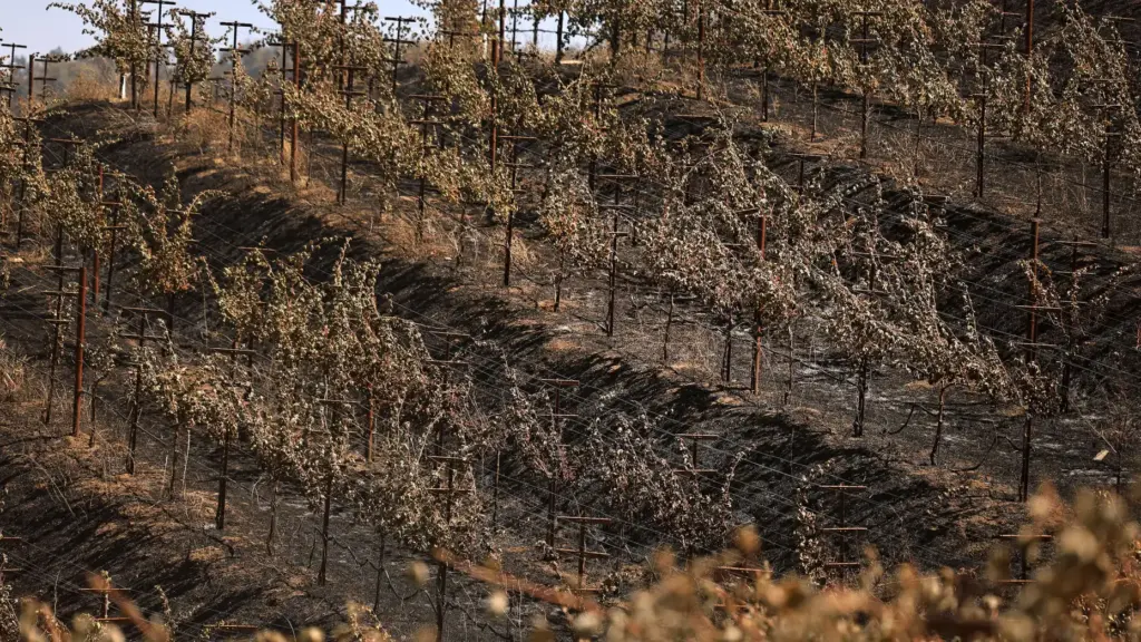 Hundreds of acres of grapes were torched by the Pickett...
