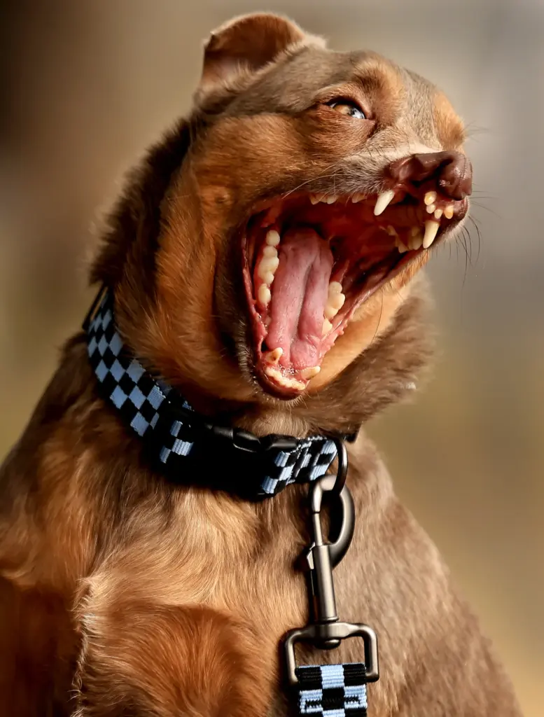 After a grueling competition at Worldâs Ugliest Dog Contest at...
