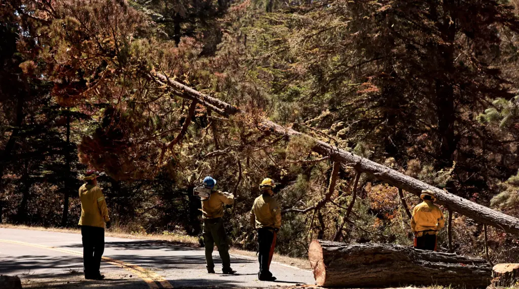 A Bishop pine is felled across Highway 1 in the...