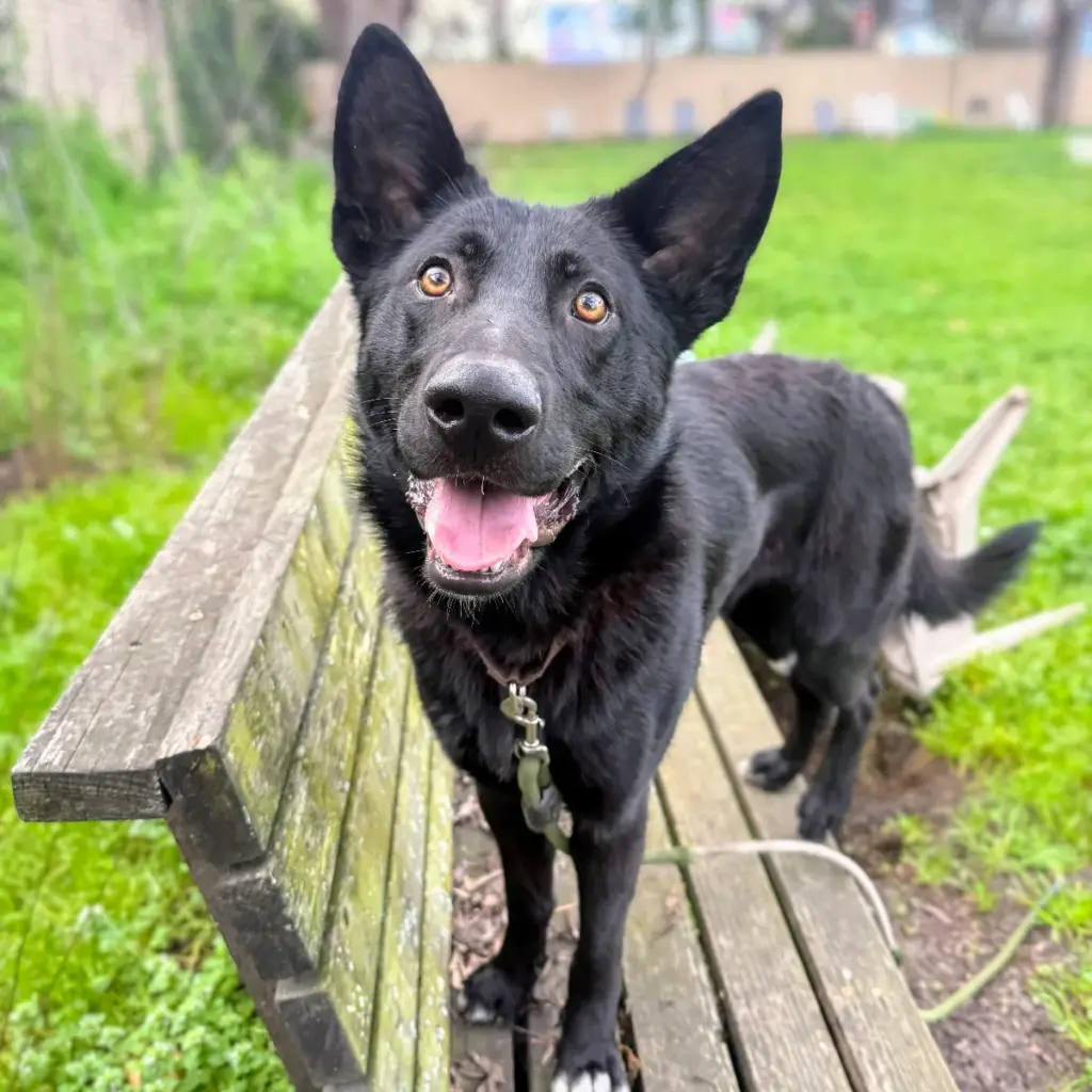 Shaggy’s microchip was found during the second warrant served at...