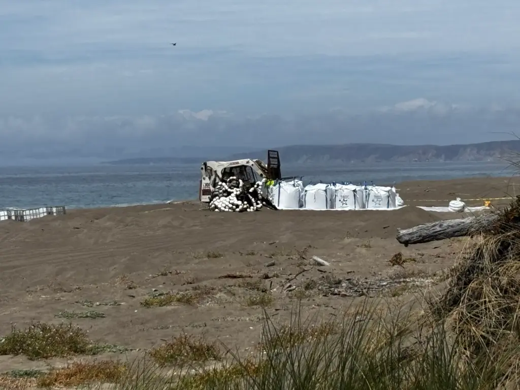 Crews work to remove 30-50 tons of rotting squid from...