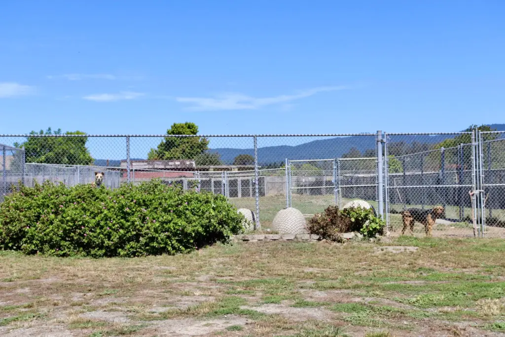 A couple of dogs peeked out from the kennel run...