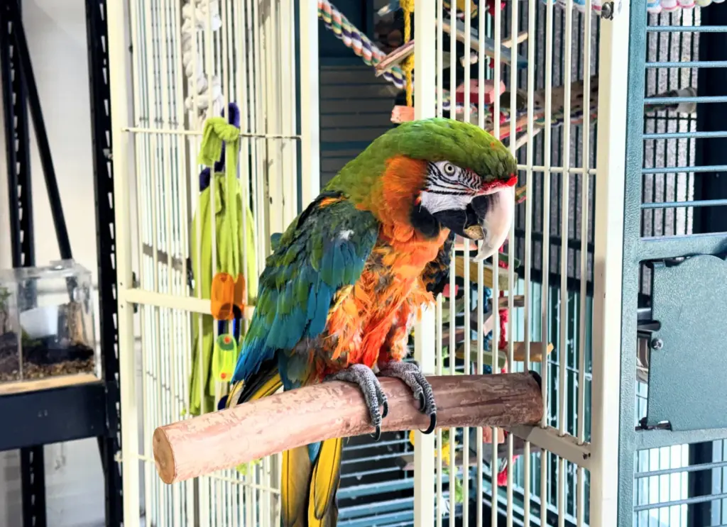 Baby, a macaw, sits on a perch outside its cage...