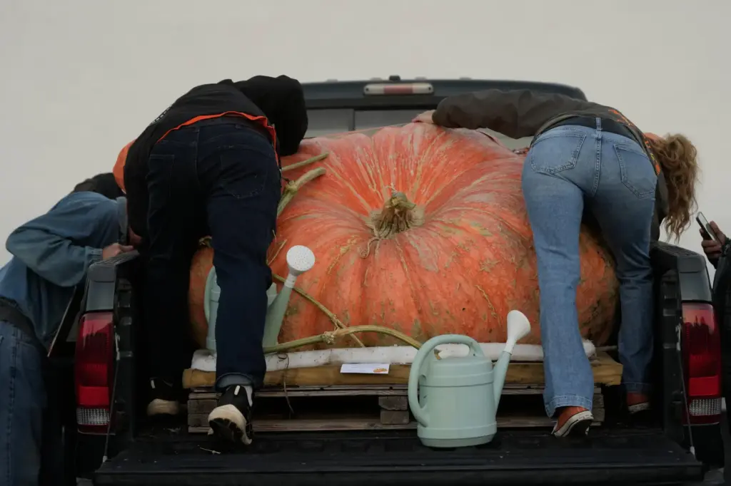 People prepare a pumpkin for the Safeway World Championship Pumpkin...